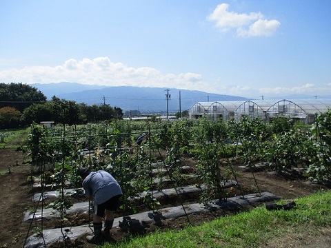 大きく成長した作物の側で手入れをしている方の後ろ姿の写真
