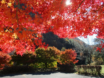 手前に紅葉した紅葉、周囲の木々が少しずつ色に染まった紅葉の時期の写真
