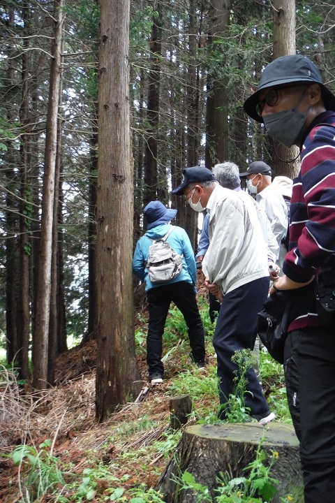 沢山の細い木が立つ急斜面に集まった参加者の方々が城跡を見学している様子の写真