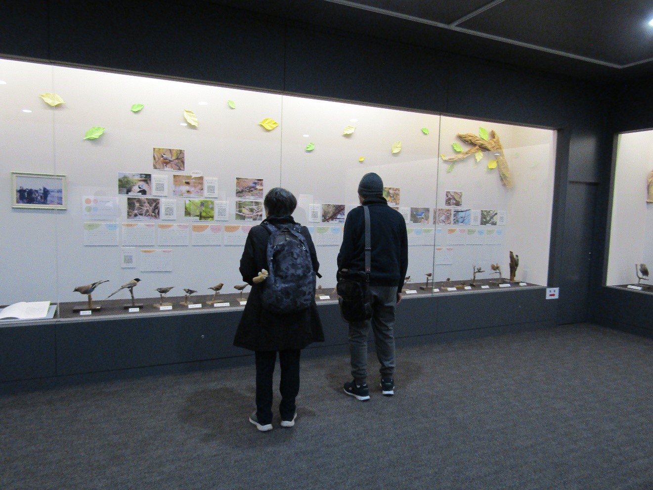 展示ケースには野鳥のはく製が展示してあり、壁には野鳥の写真と野鳥の説明が貼られている。そのケースをご夫婦が見ている。
