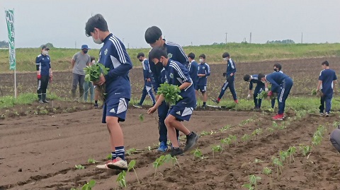 たくさんの選手が手に持った大豆の苗を植えている写真