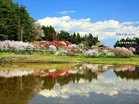 水の張られた田んぼから見た、木々に色とりどりの花が咲いている花桃街道と青空の写真