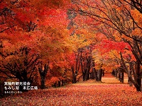 紅葉したもみじの木がトンネル状になり、落ちた葉が絨毯のようになっている写真