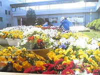 色とりどりの花をポットから花壇や鉢植え、プランターに植え替えている人たちの写真
