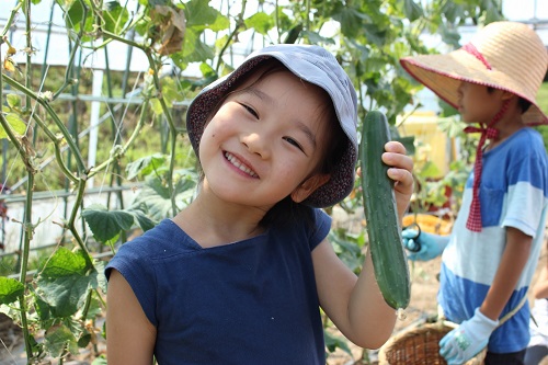 収穫したキュウリを持っている笑顔の女の子の写真
